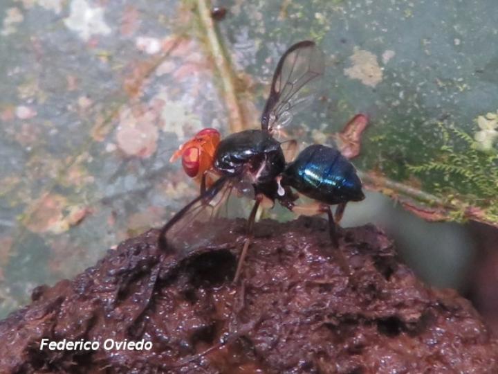Melanoloma sp