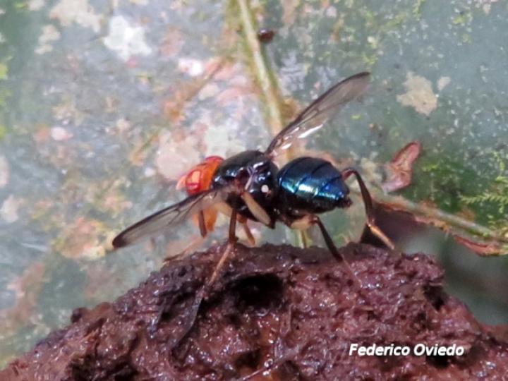 Melanoloma sp
