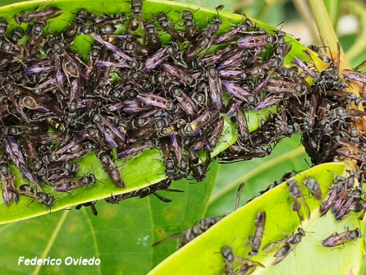 Metapolybia aztecoides (Avispa de papel)