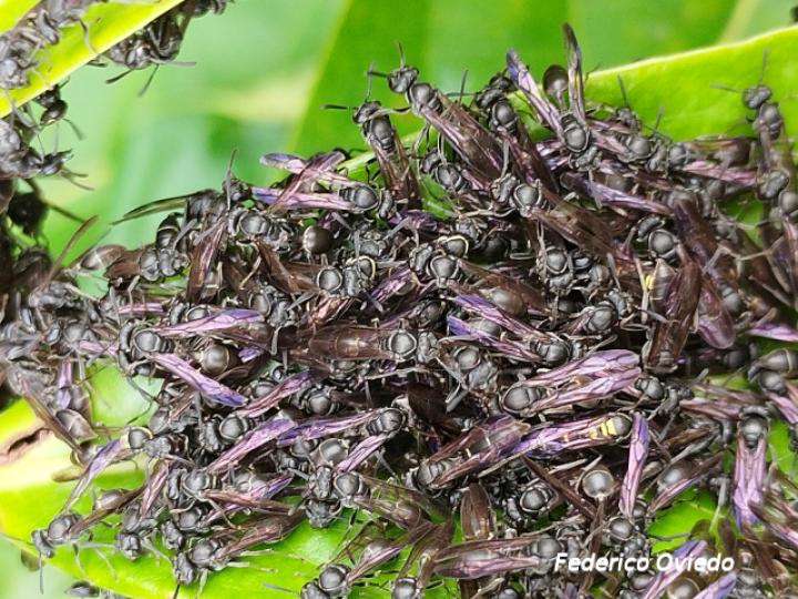 Metapolybia aztecoides (Avispa de papel)