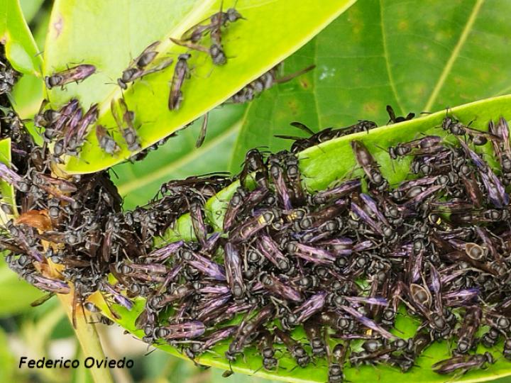 Metapolybia aztecoides (Avispa de papel)