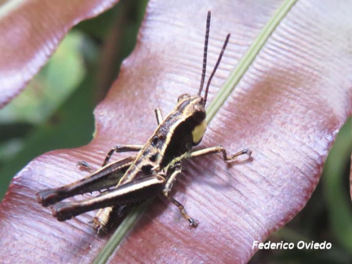 Microtylopteryx hebardi