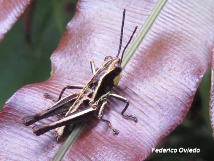 Microtylopteryx hebardi