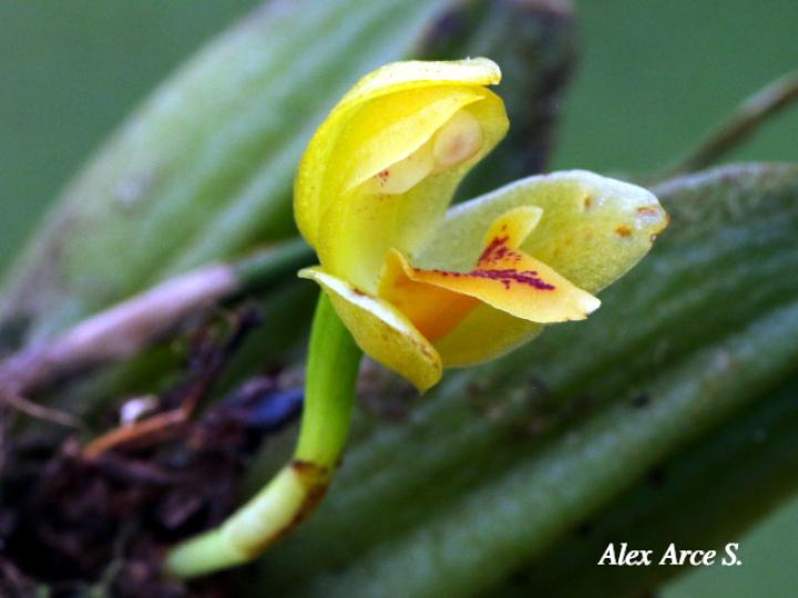 Mormolyca moralesii