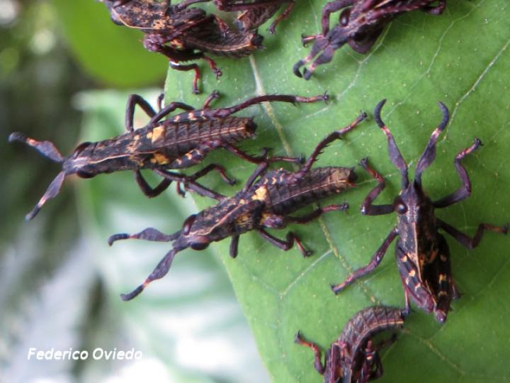 Munatia biolleyi, ninfas