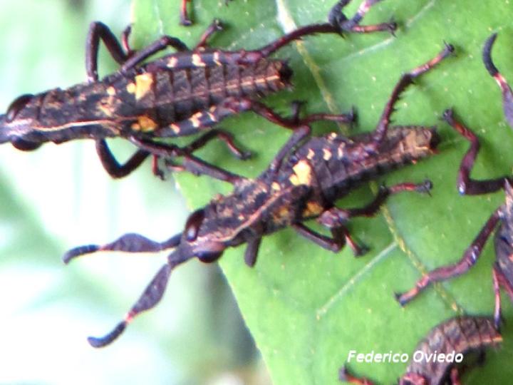 Munatia biolleyi, ninfas