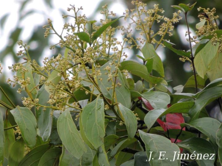Nectandra membranacea (Aguacatillo)