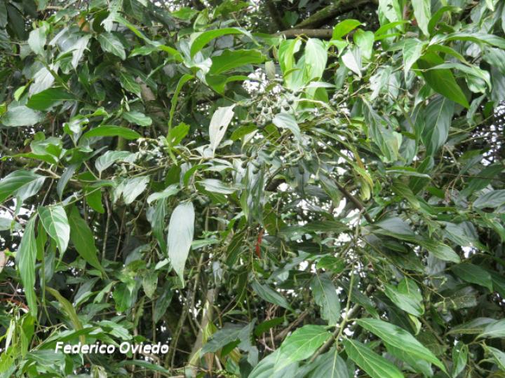 Nectandra membranacea (Aguacatillo)
