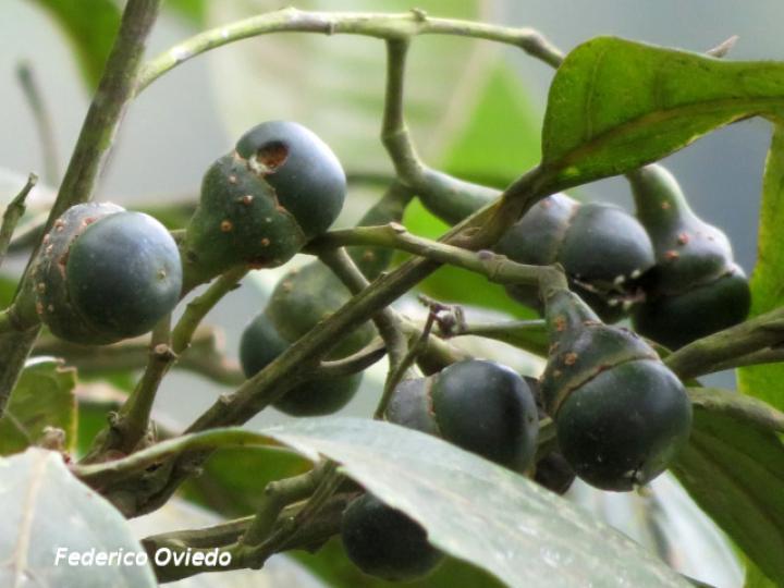 Nectandra membranacea (Aguacatillo)