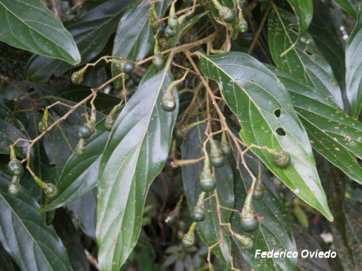 Nectandra membranacea (Aguacatillo)