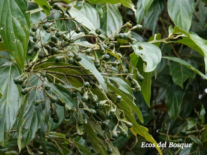 Nectandra membranacea (Aguacatillo)