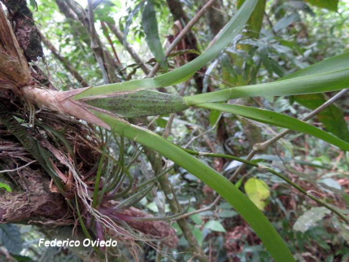 Oncidium dichromaticum