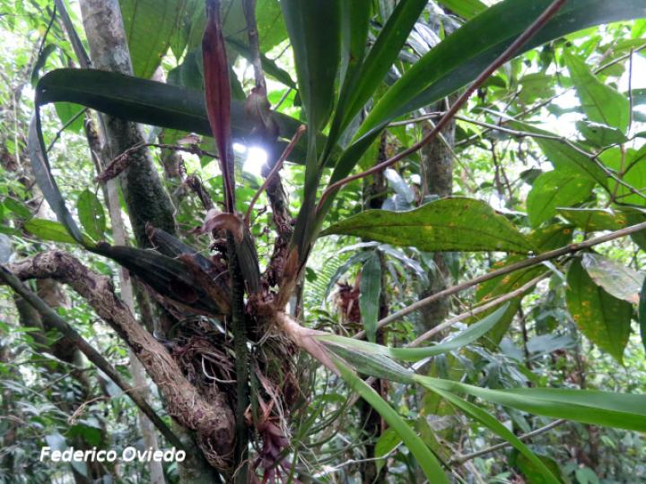 Oncidium dichromaticum