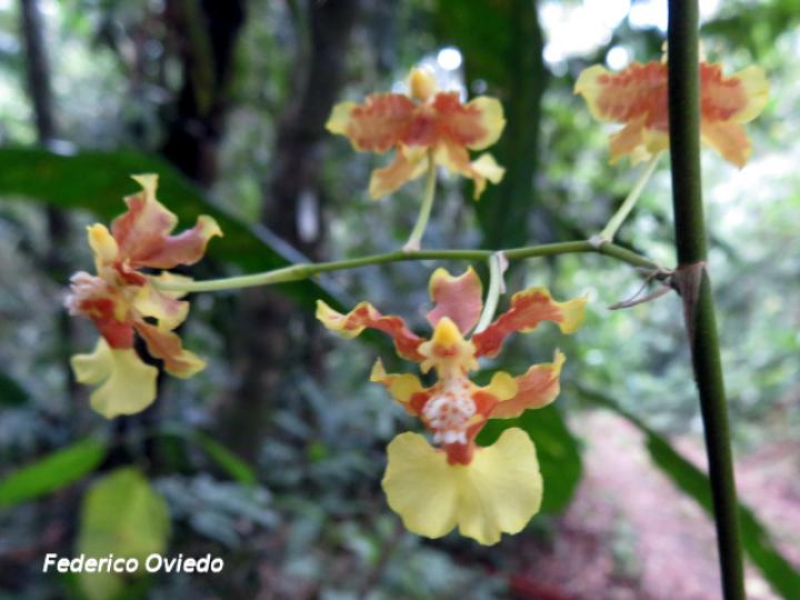 Oncidium dichromaticum
