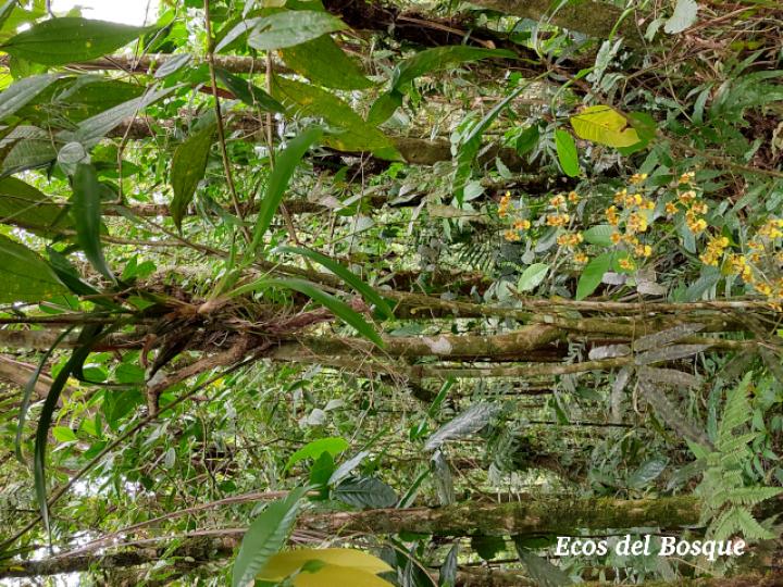 Oncidium dichromaticum