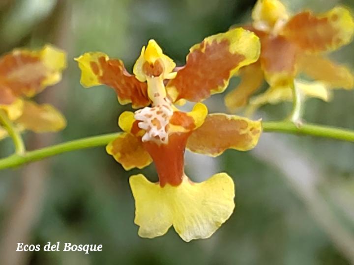 Oncidium dichromaticum