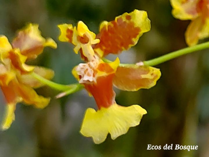 Oncidium dichromaticum