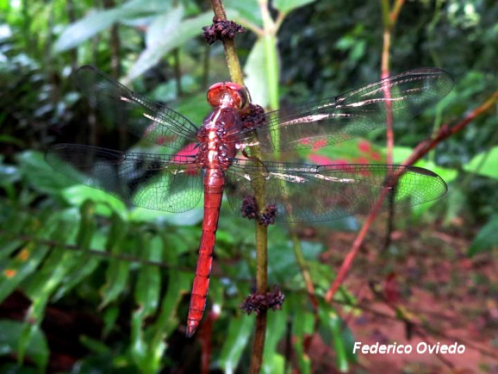 Orthemis schmidti