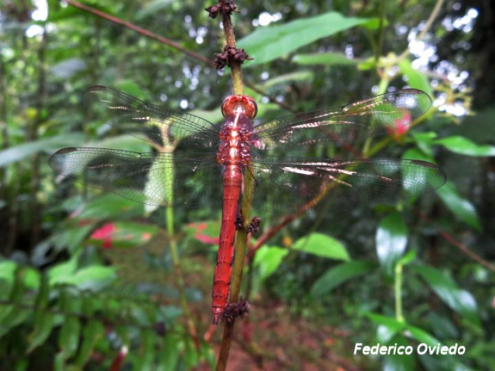 Orthemis schmidti