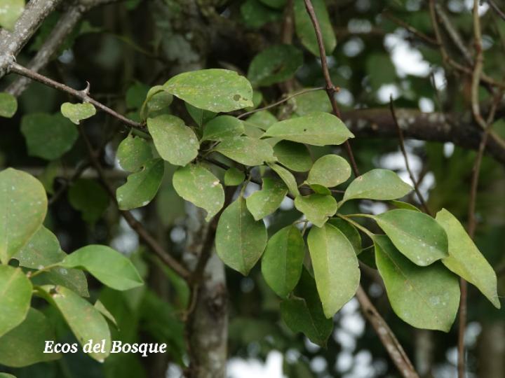 Pisonia aculeata (Pegapollo, Uña de tigre)