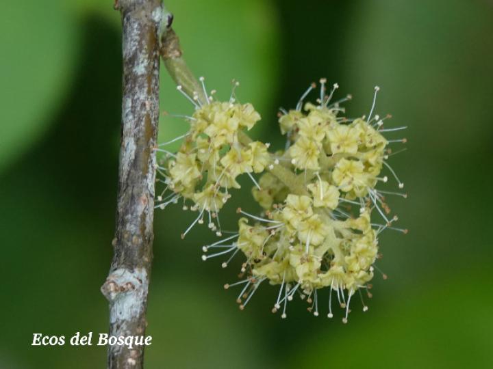 Pisonia aculeata (Pegapollo, Uña de tigre)