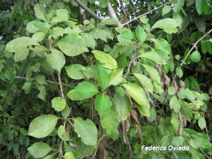 Pisonia aculeata (Pegapollo, Uña de tigre)
