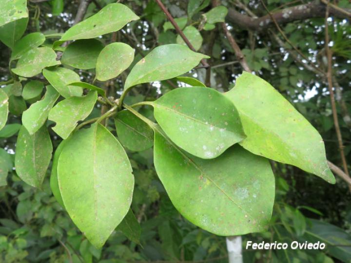 Pisonia aculeata (Pegapollo, Uña de tigre)