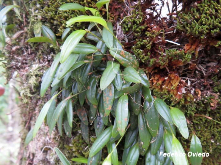 Pleurothallis sp