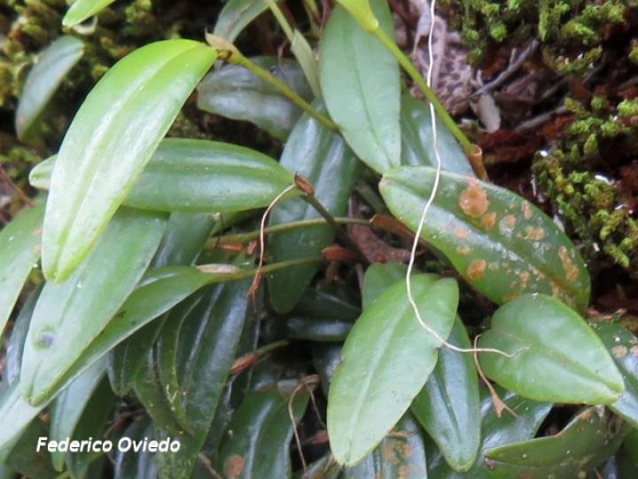 Pleurothallis sp