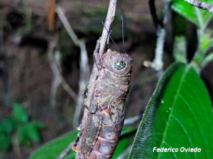 Rhicnoderma humilis