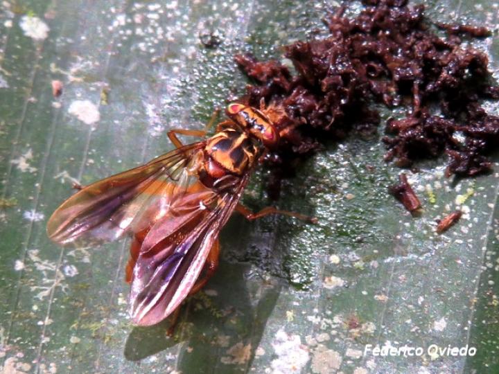 Richardia telescopica (Mosca cabeza de martillo)