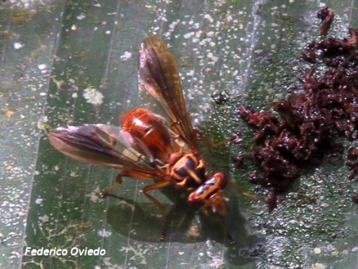 Richardia telescopica (Mosca cabeza de martillo)