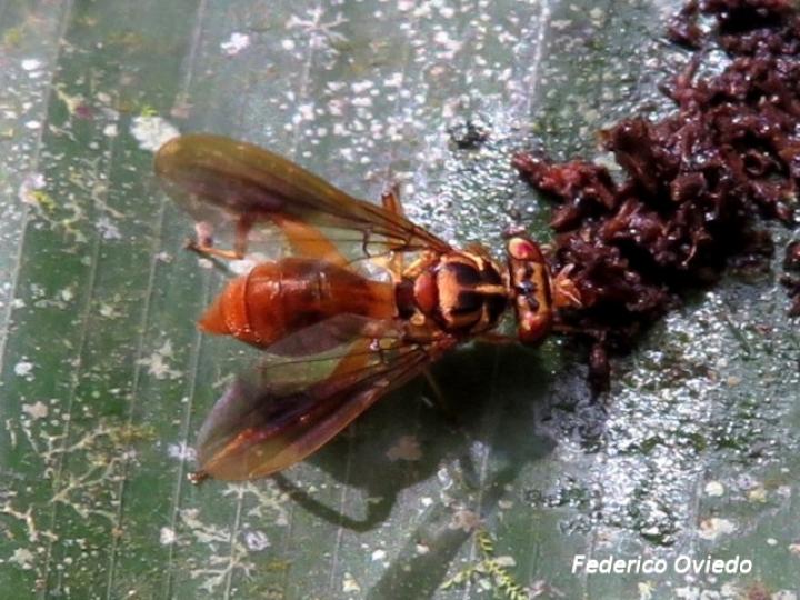 Richardia telescopica (Mosca cabeza de martillo)