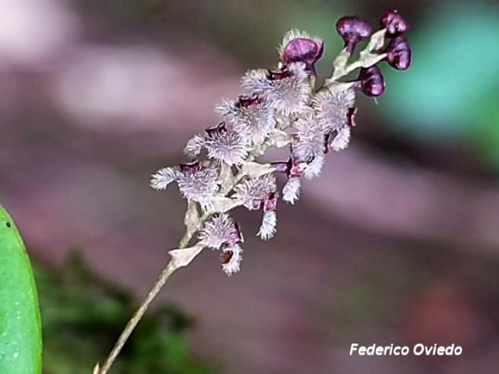 Stelis microchila