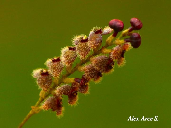Stelis microchila