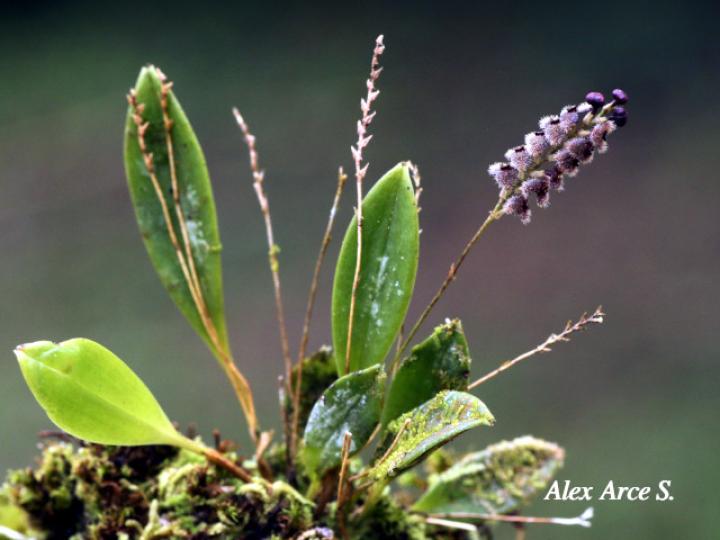 Stelis microchila