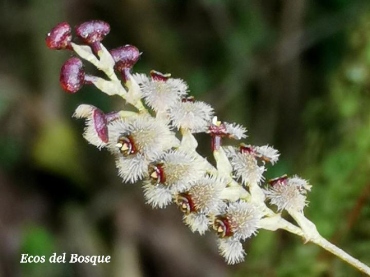 Stelis microchila