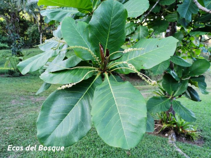 Terminalia catappa (Almendro de playa)