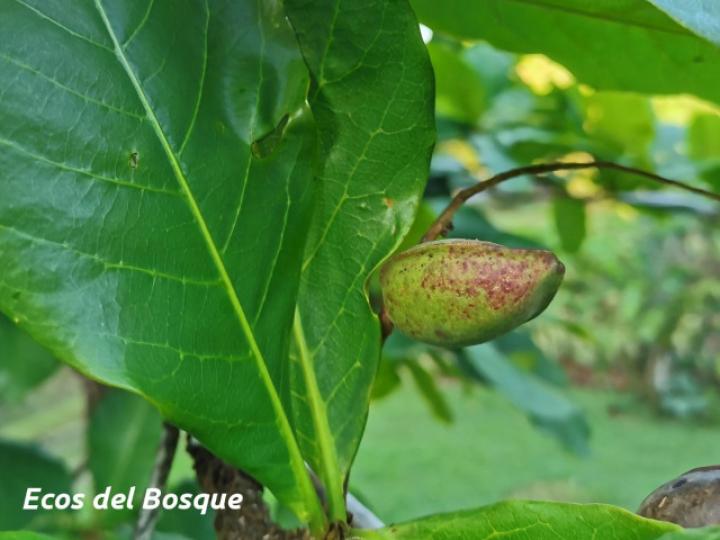 Terminalia catappa (Almendro de playa)