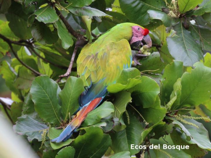 Terminalia catappa (Almendro de playa)