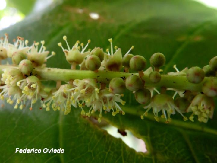 Terminalia catappa (Almendro de playa)