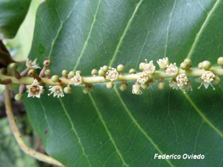 Terminalia catappa (Almendro de playa)