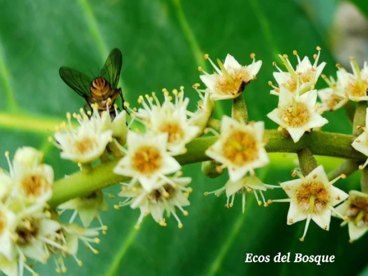 Terminalia catappa (Almendro de playa)