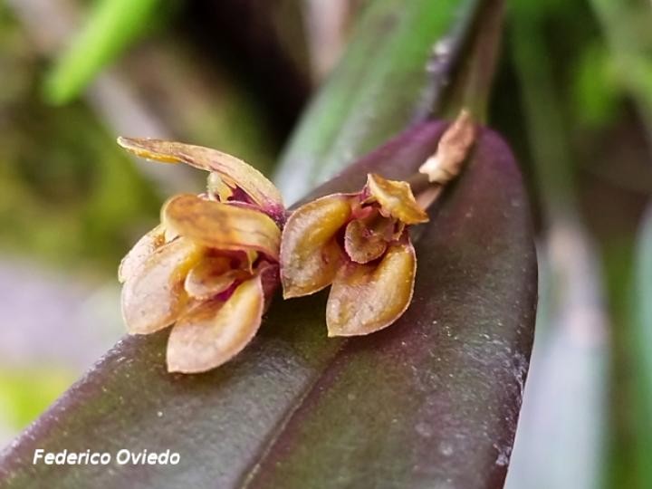 Acianthera decipiens