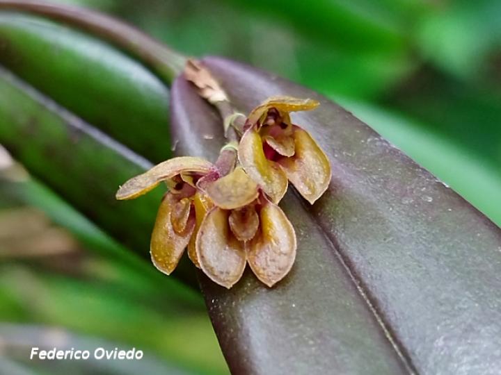 Acianthera decipiens
