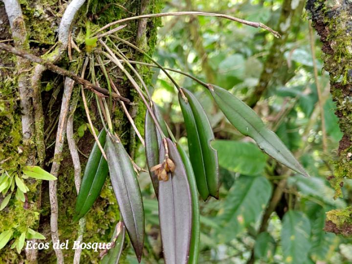 Acianthera decipiens