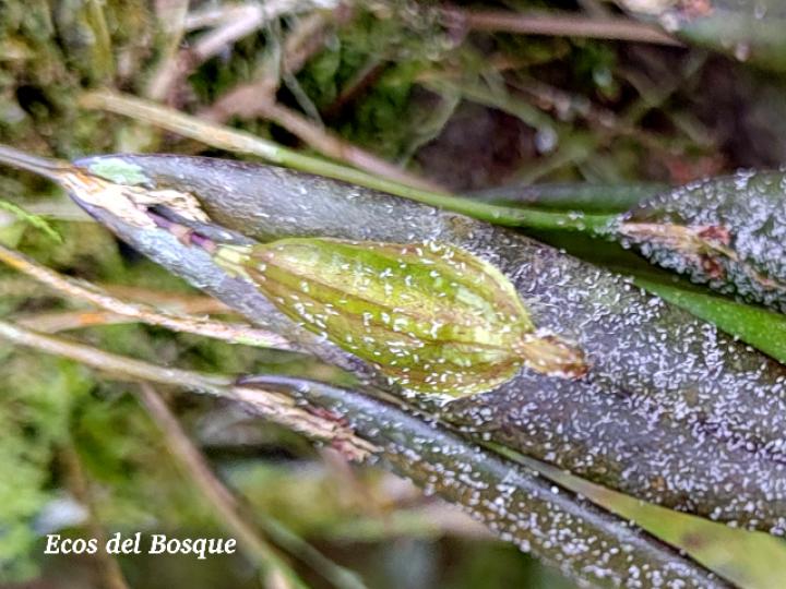 Acianthera decipiens