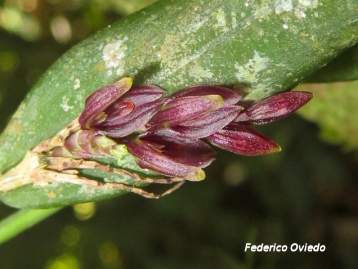 Acianthera decipiens