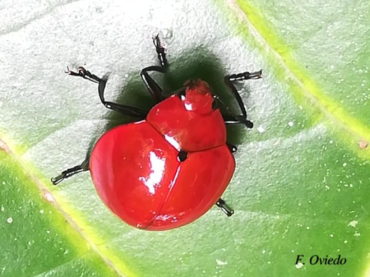 Aegithus meridionalis (Escarabajo de hongos