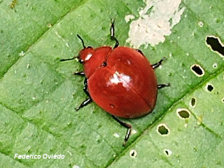 Aegithus meridionalis (Escarabajo de hongos